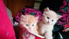 100% mix breed ginger kitten
